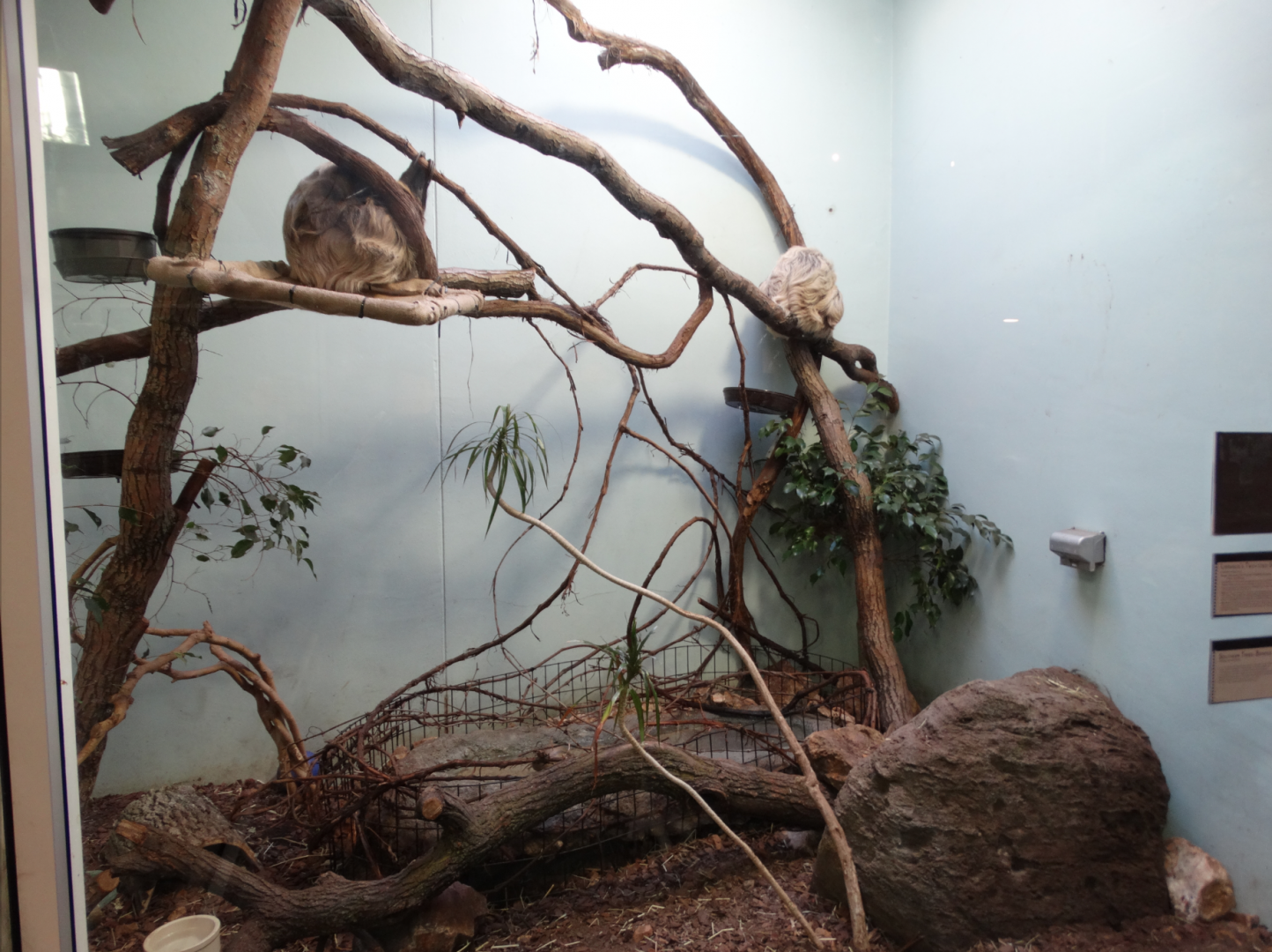 Mar. 2018 - Aviary - Linne's Two-toed Sloth + Three-banded Armadillo Exhibit (New Species)