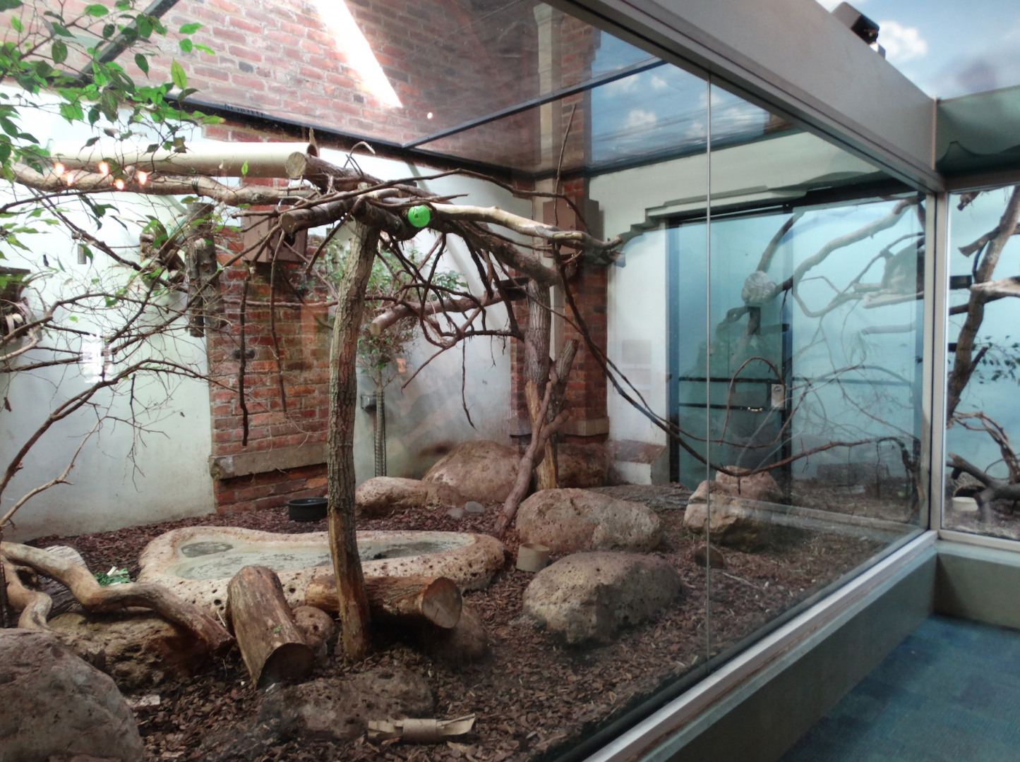 Mar. 2018 - Aviary - Lowland Paca + Emperor Tamarin Exhibit (New Species)