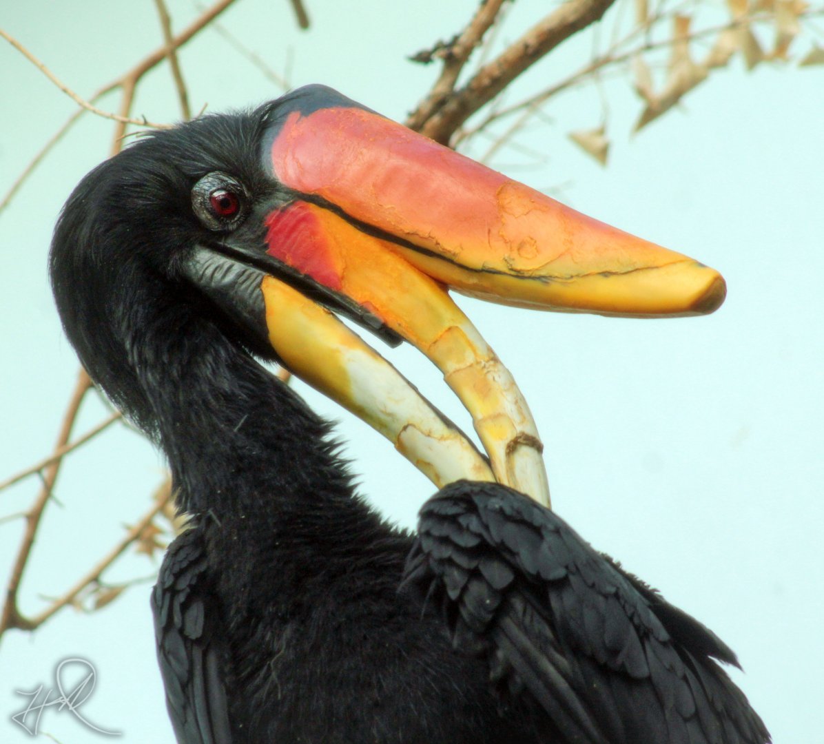 Mar. 2018 - Aviary - Rhinoceros Hornbill