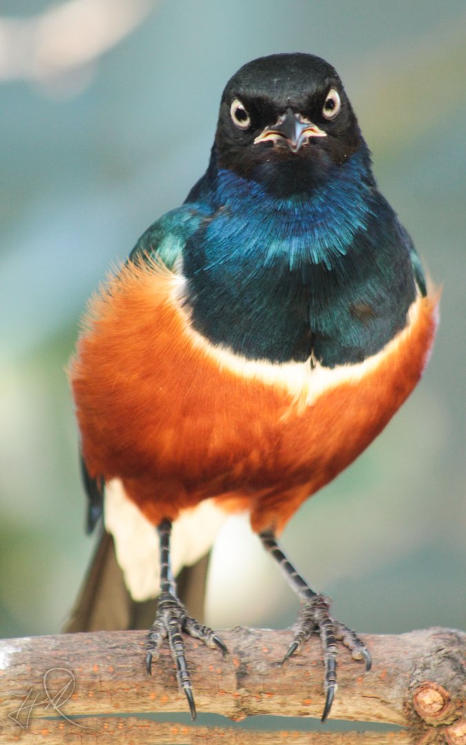 Mar. 2018 - Aviary - Superb Starling
