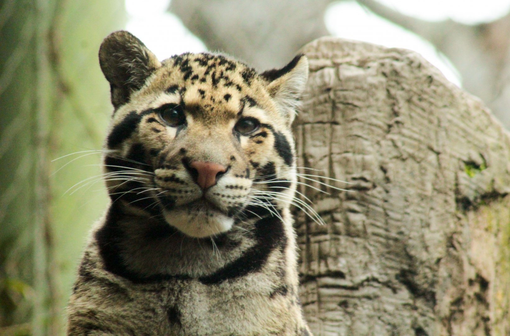 Mar. 2018 - Bamboo Forest - Clouded Leopard