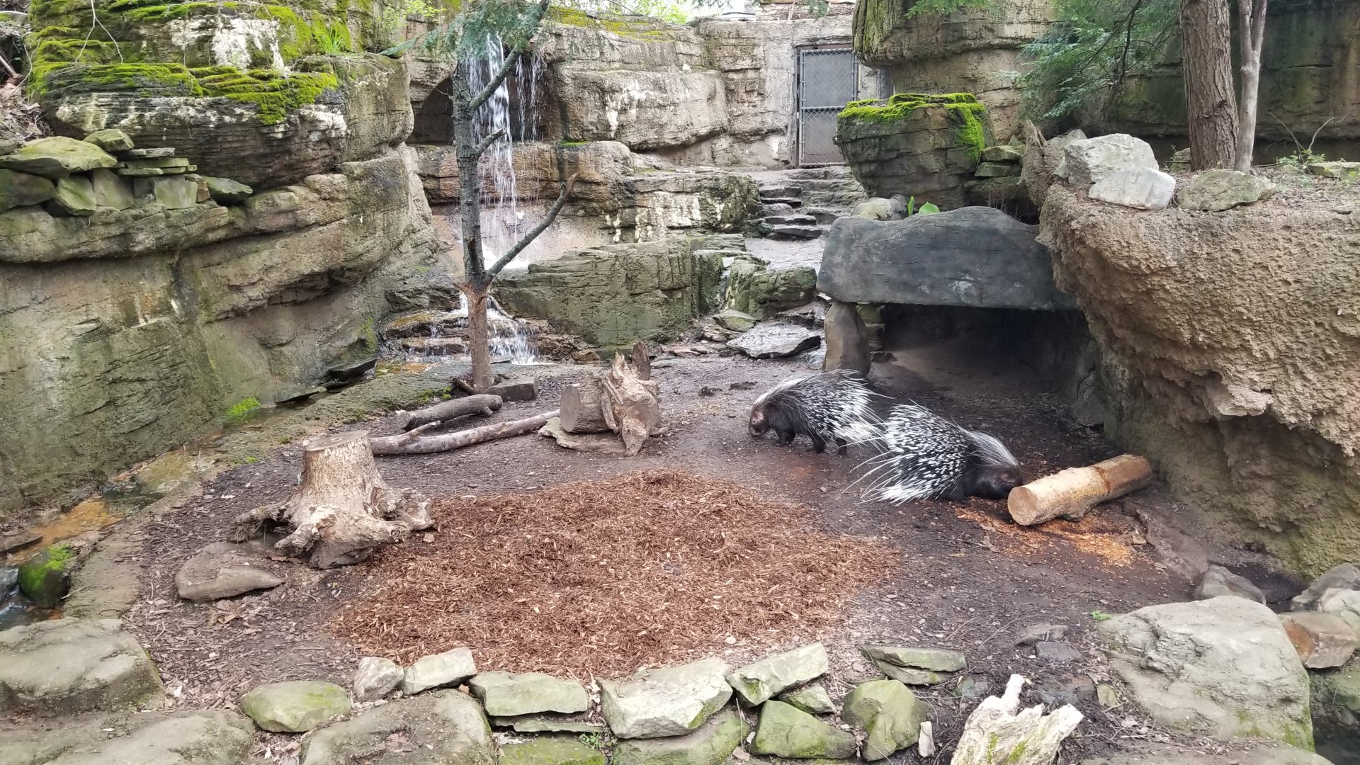 Mar. 2018 - Bamboo Trail - African Crested Porcupine Exhibit