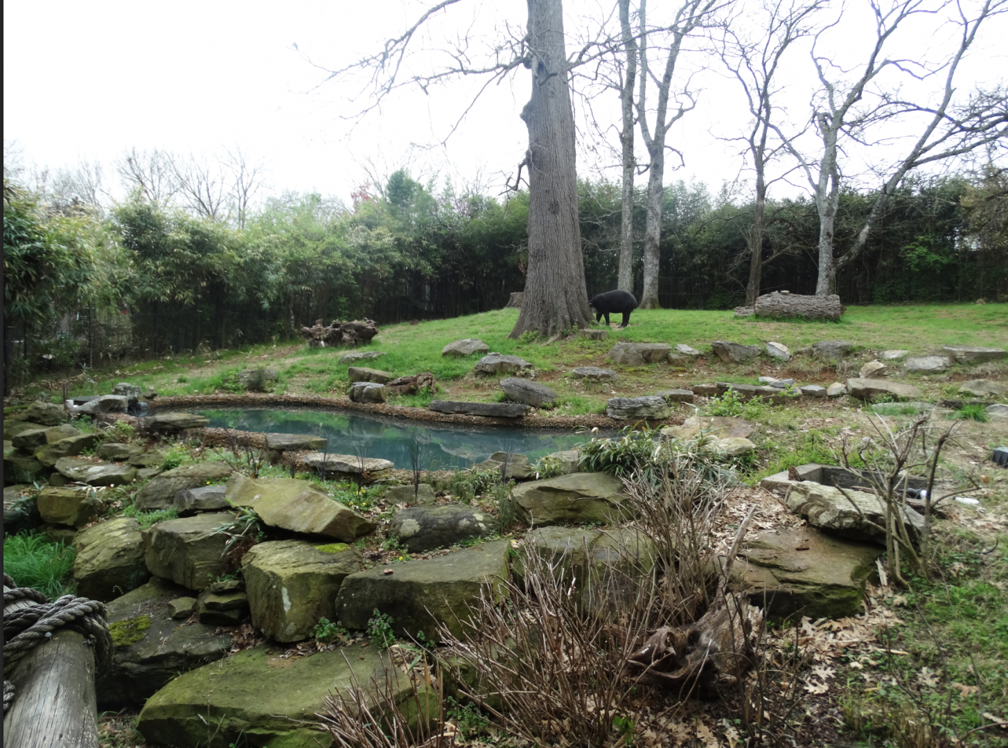 Mar. 2018 - Bamboo Trail - Baird's Tapir + Crested Screamer Exhibit