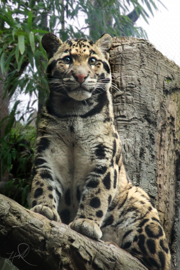 Mar. 2018 - Bamboo Trail - Clouded Leopard