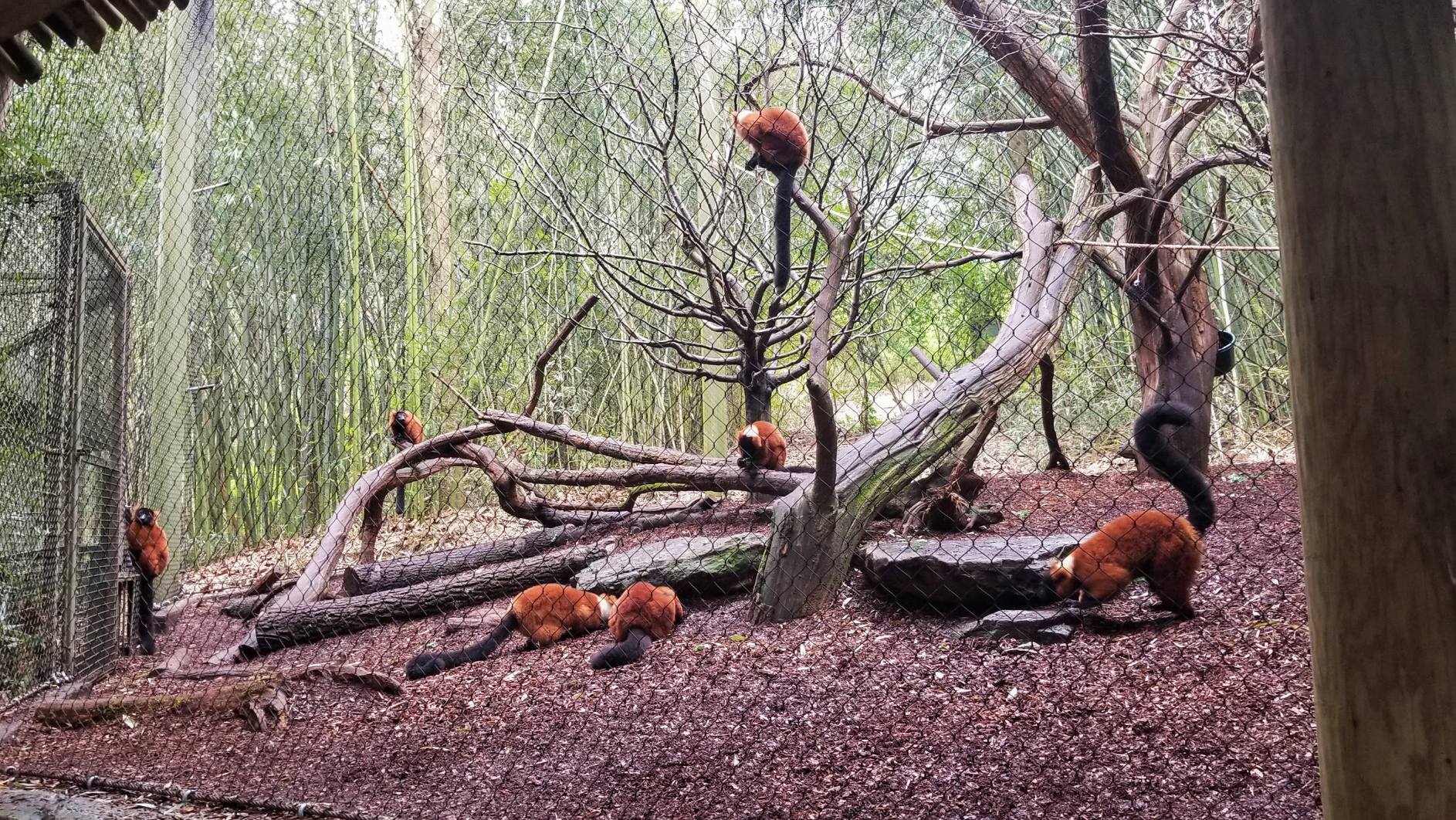 Mar. 2018 - Bamboo Trail - Lots of Lemurs