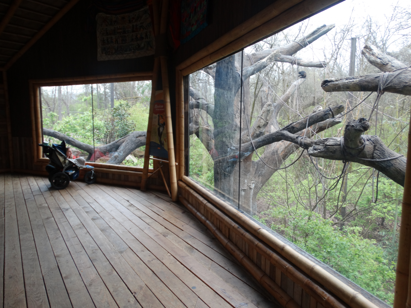 Mar. 2018 - Bamboo Trail - Mexican Spider Monkey Exhibit