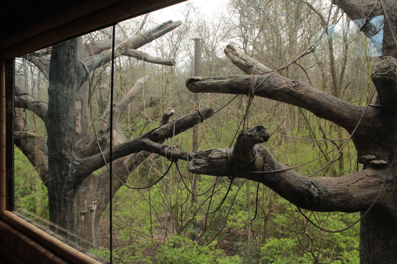 Mar. 2018 - Bamboo Trail - Mexican Spider Monkey Exhibit