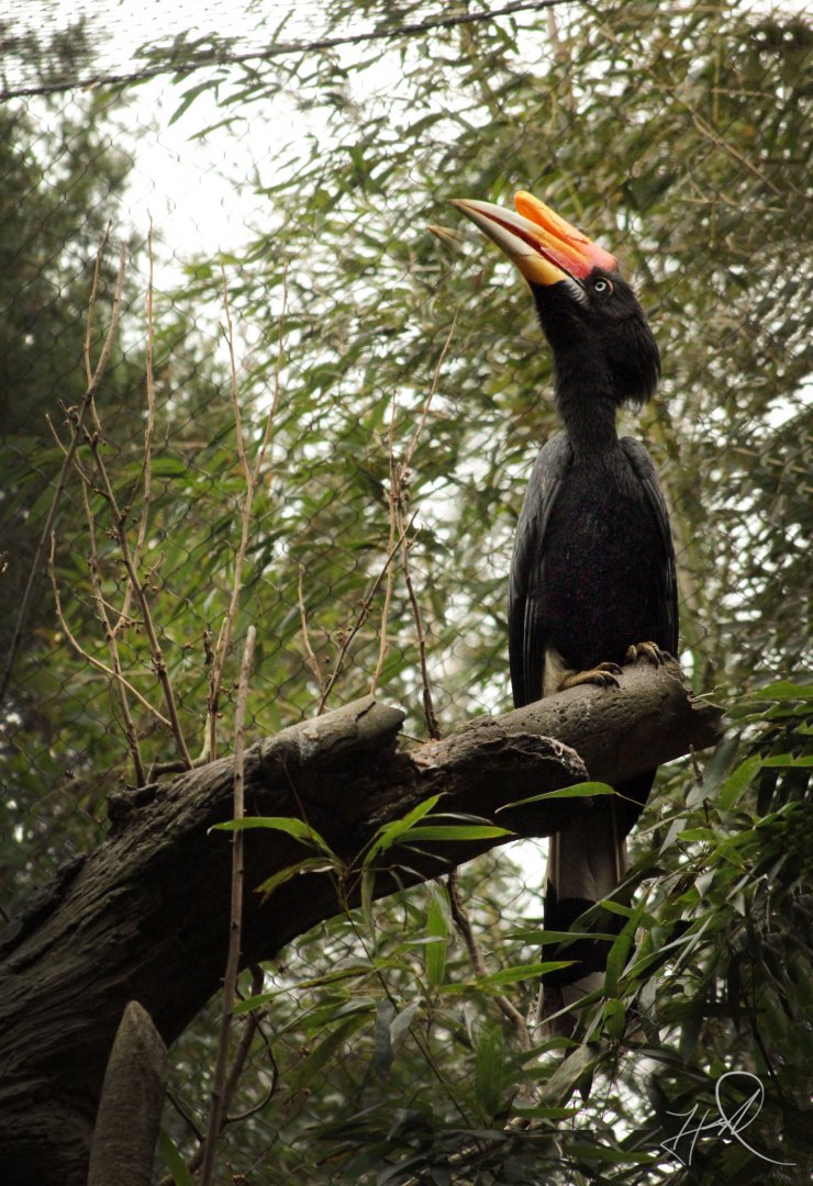 Mar. 2018 - Bamboo Trail - Rhinoceros Hornbill