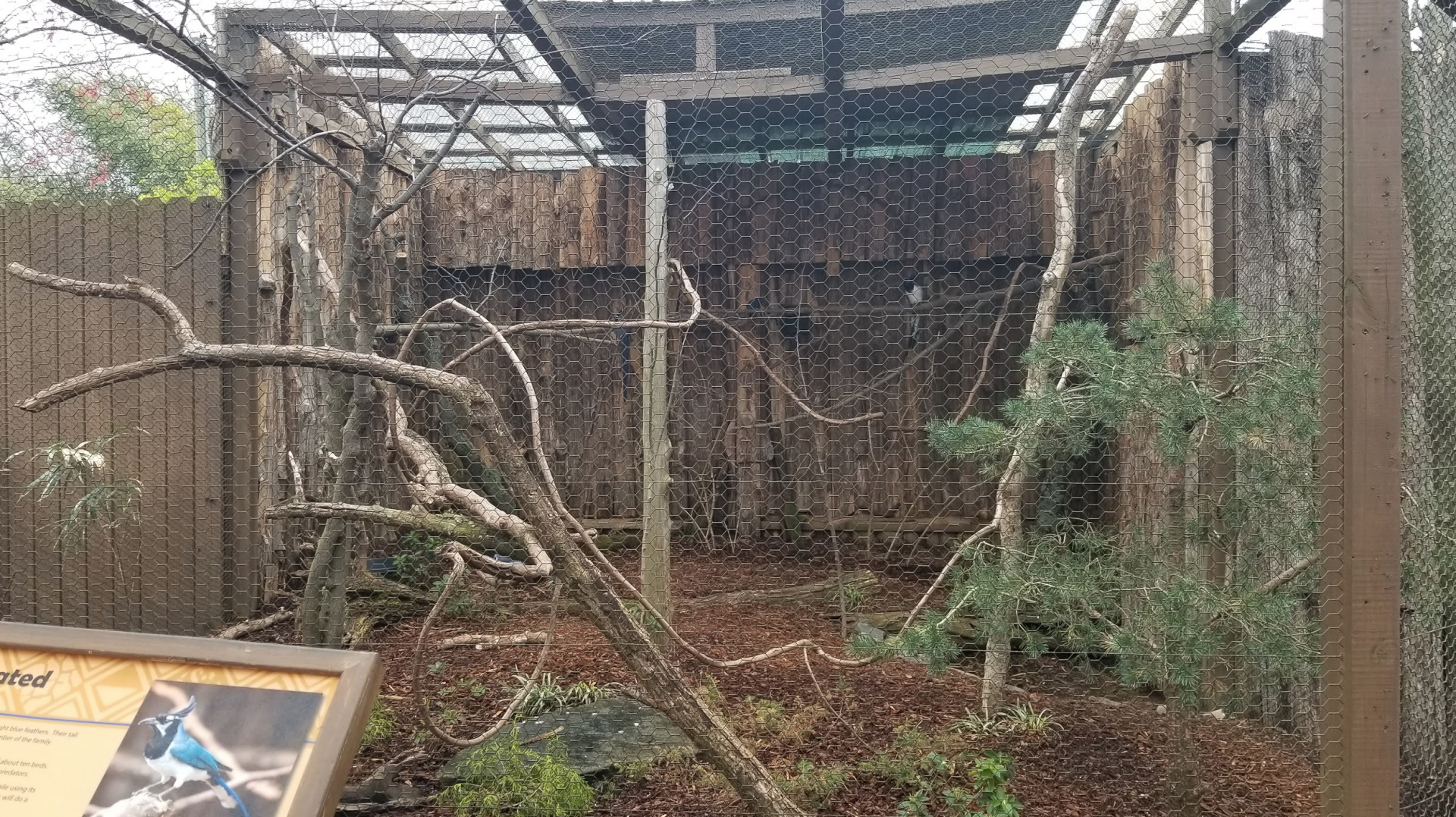 Mar. 2018 - Critter Encounters - Black-throated Magpie Jay Exhibit