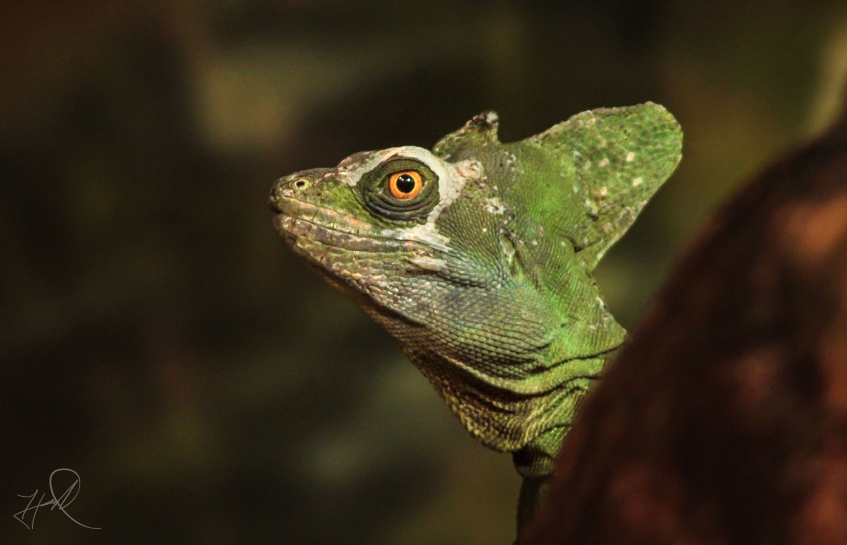 Mar. 2018 - Expedition Peru - Green Basilisk