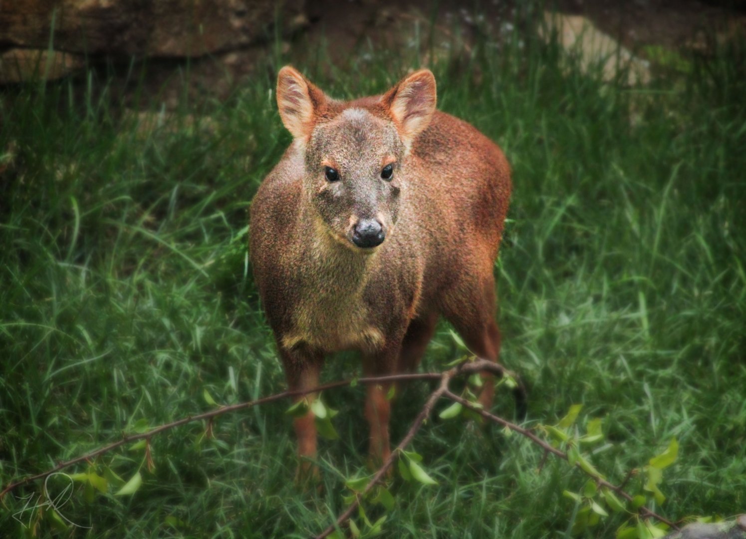 Mar. 2018 - Expedition Peru - Southern Pudu