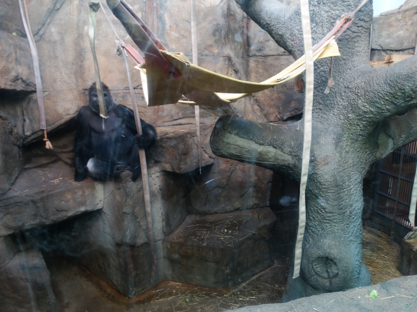 Mar. 2018 - Kingdom of the Apes - One of Many Indoor Gorilla Exhibits