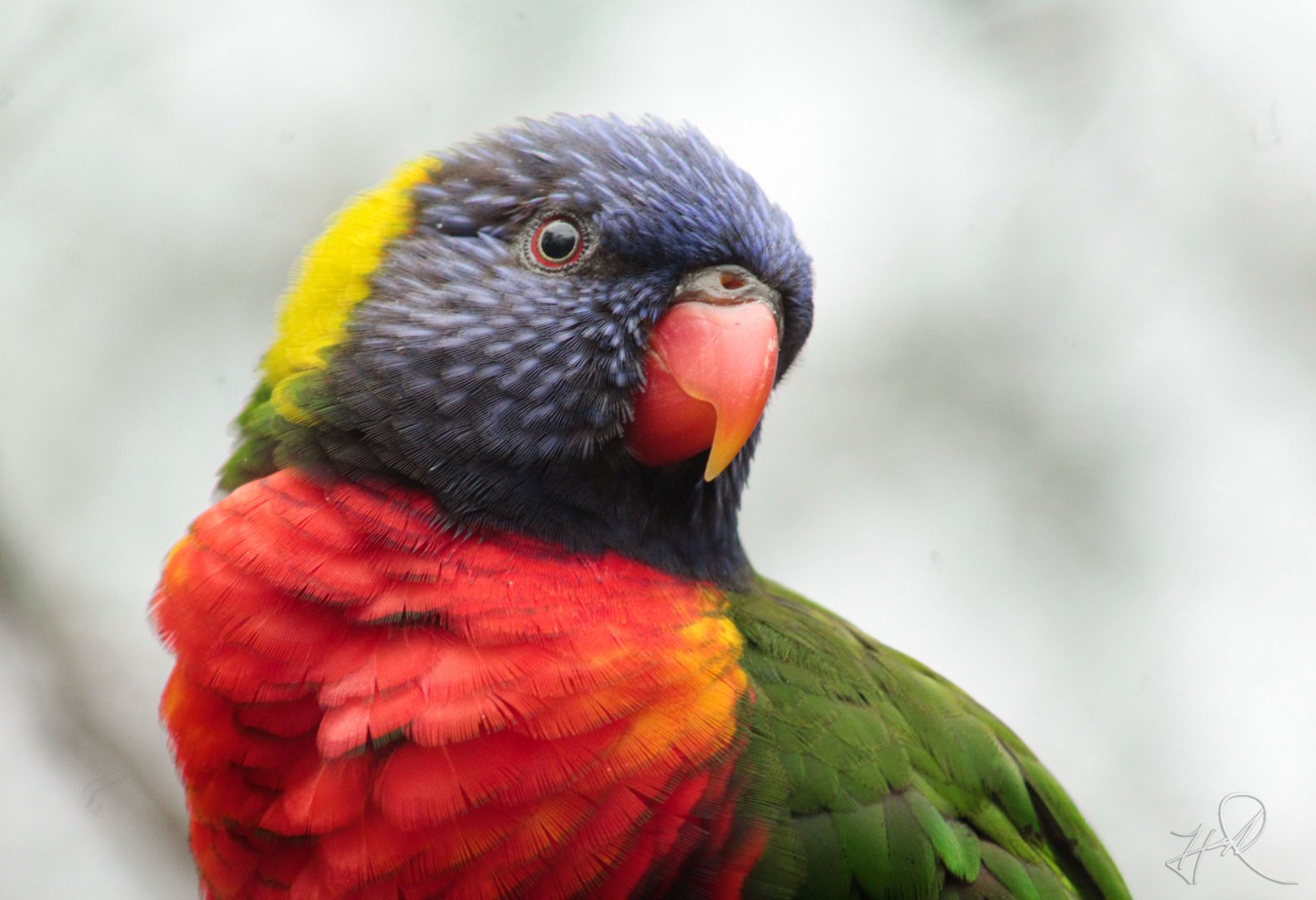 Mar. 2018 - Lorikeet Landing - Green-naped Lorikeet