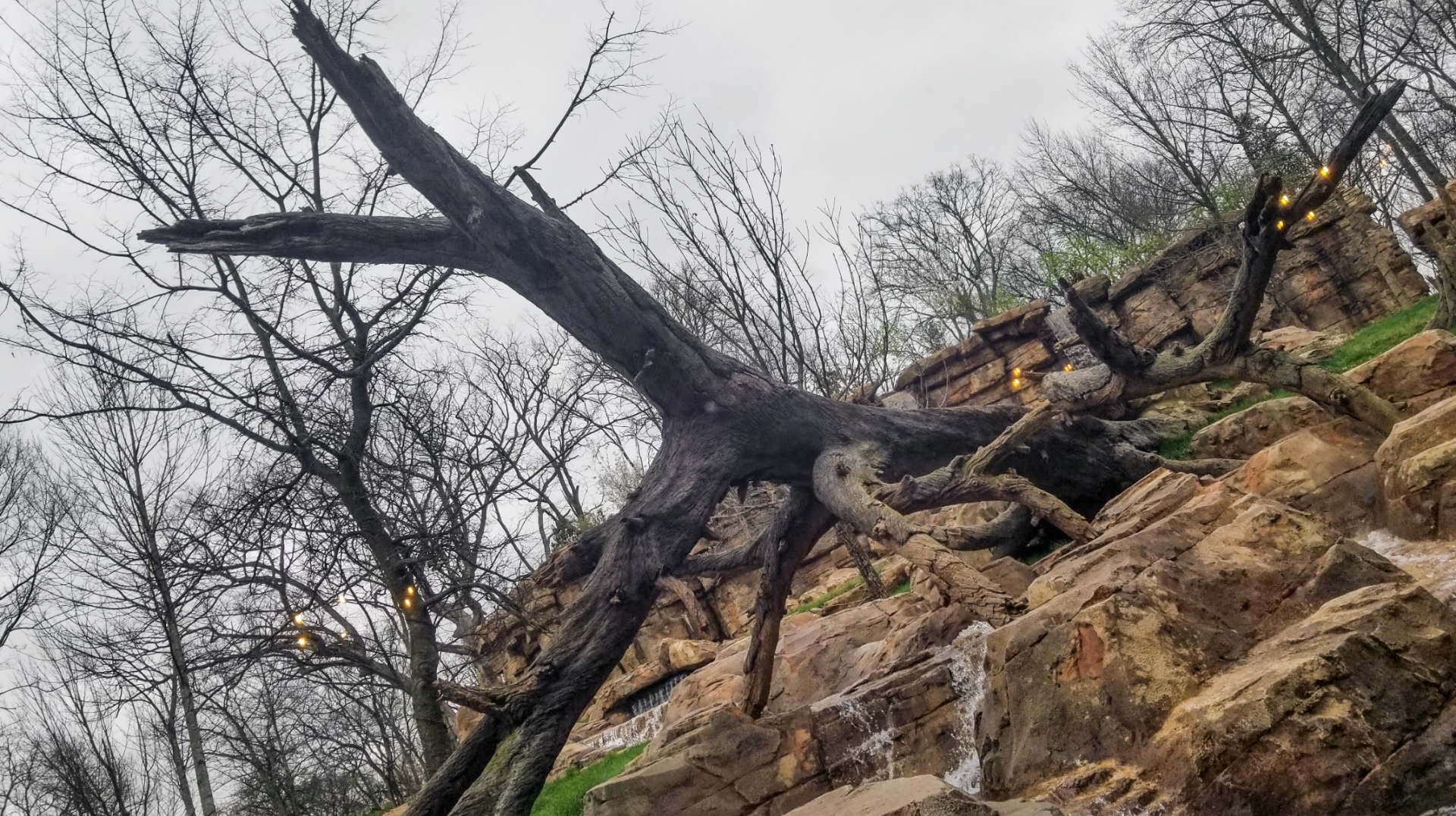 Mar. 2018 - New 2018! Expedition Peru - Andean Bear Exhibit