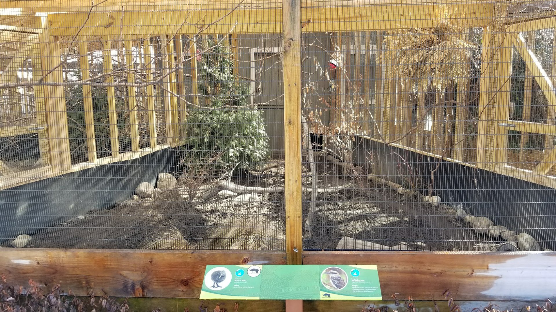 Mar. 2018 - Pheasantry - Brown Kiwi + Laughing Kookaburra Exhibit