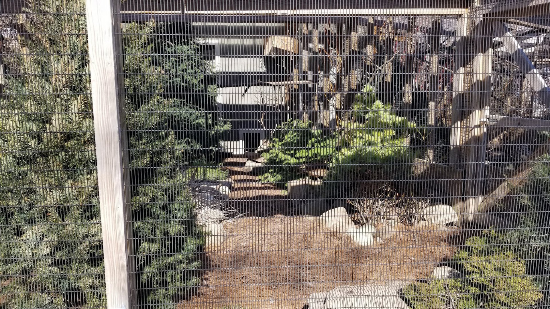 Mar. 2018 - Pheasantry - Laughing Kookaburra + Himalayan Monal Exhibit