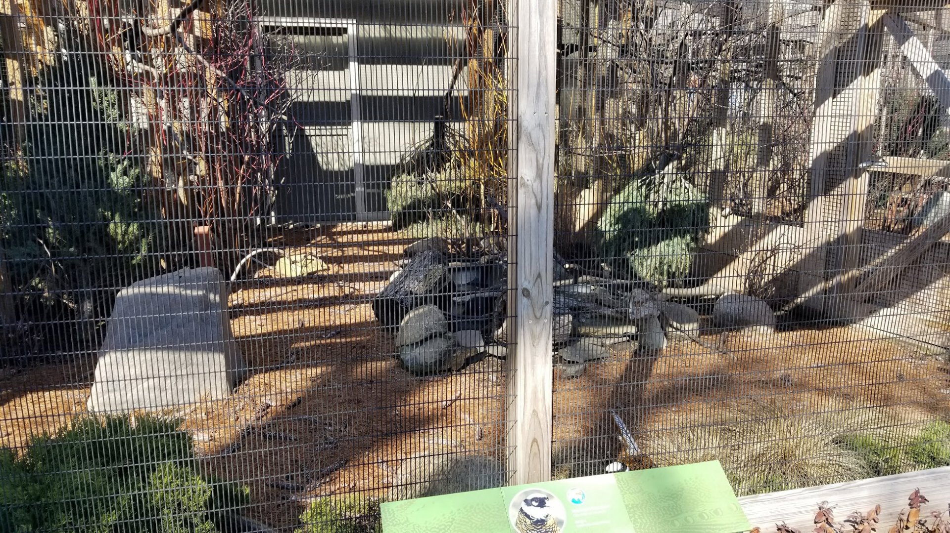 Mar. 2018 - Pheasantry - Reeve's Pheasant Exhibit