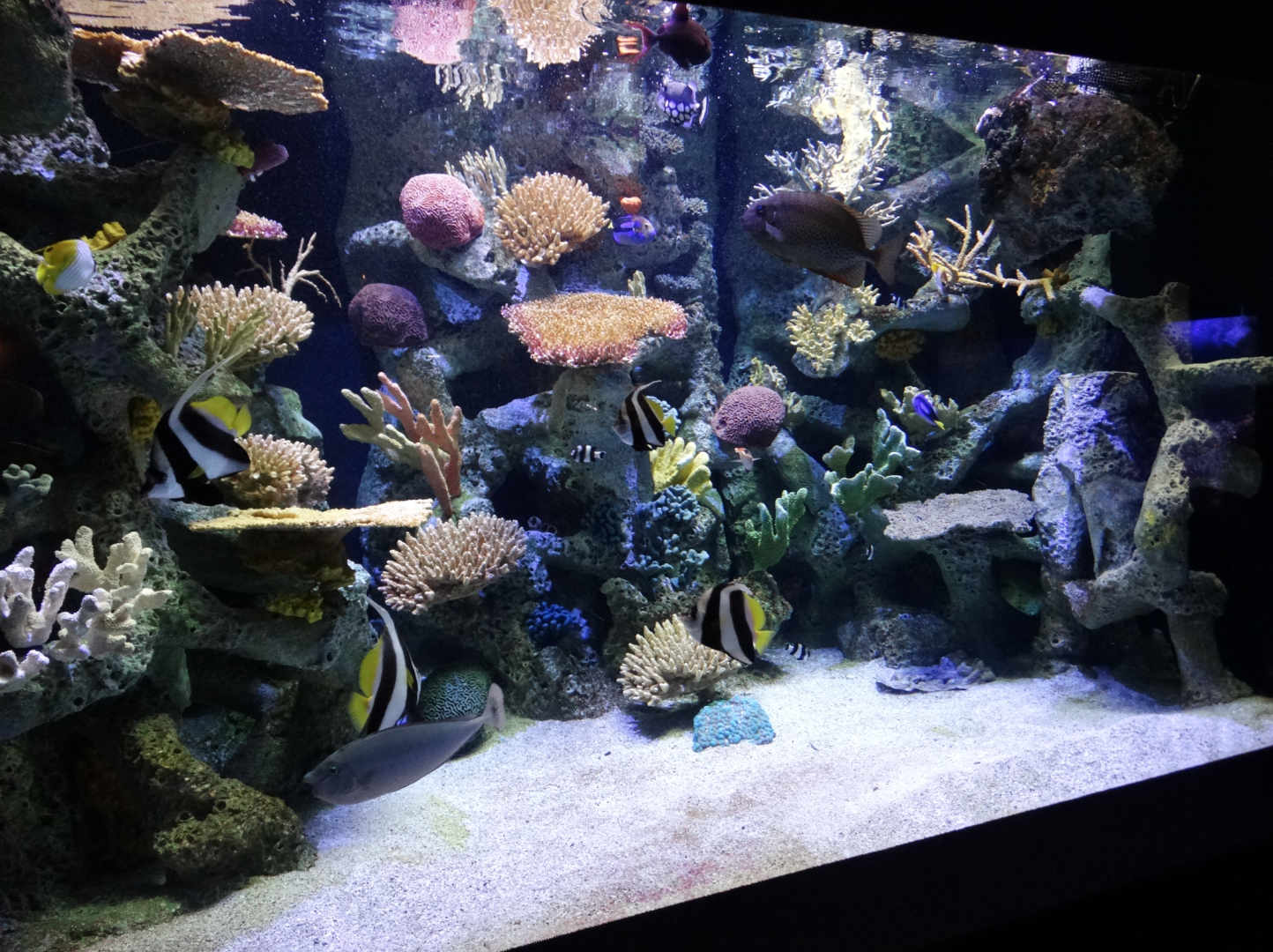 Mar. 2018 - Primates, Cats & Aquatics - Indo-Pacific Tank (9+ Species)