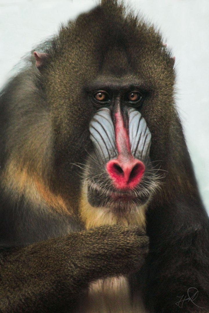 Mar. 2018 - Primates, Cats & Aquatics - Mandrill