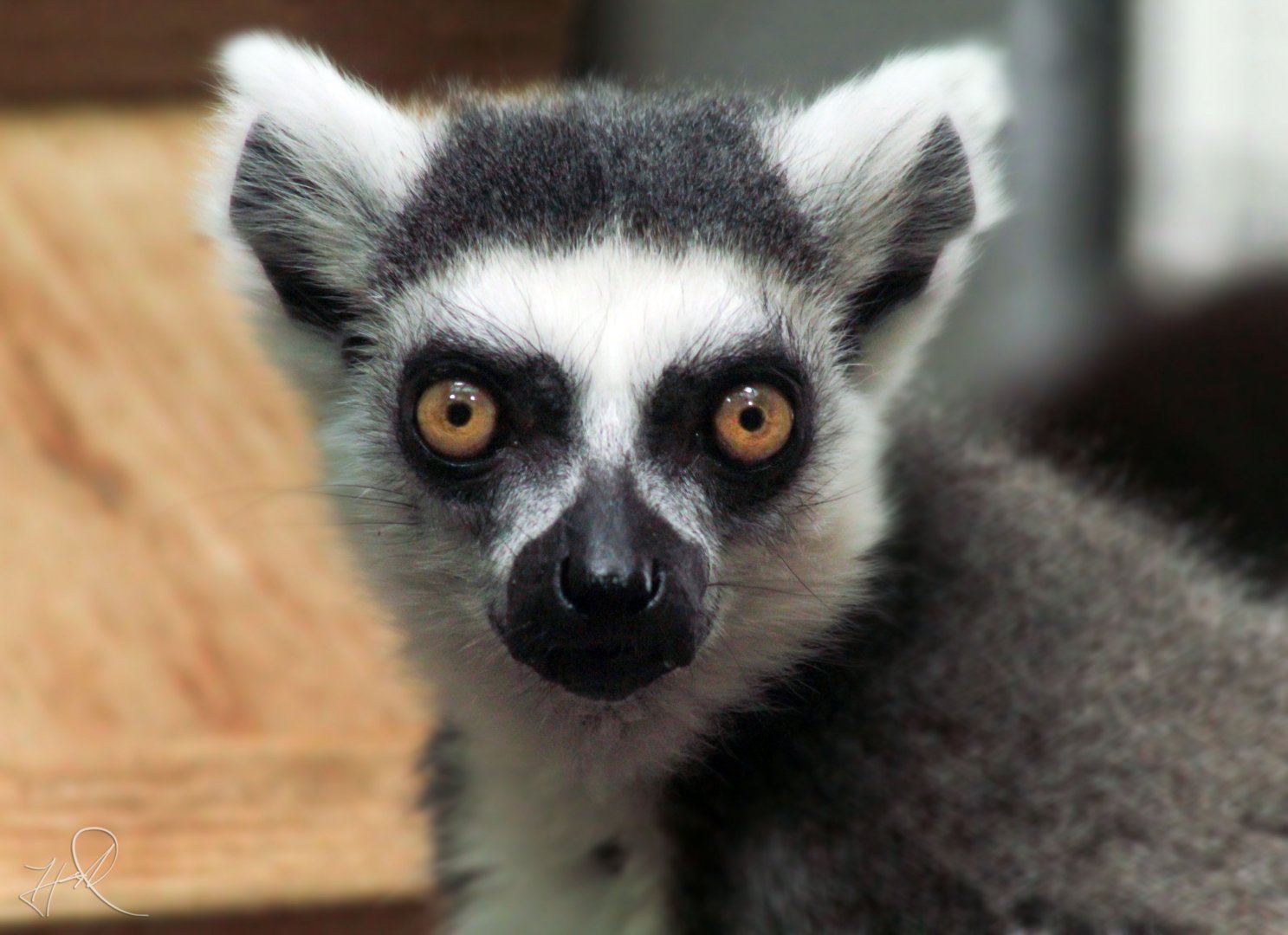 Mar. 2018 - Primates, Cats & Aquatics - Ring-tailed Lemur