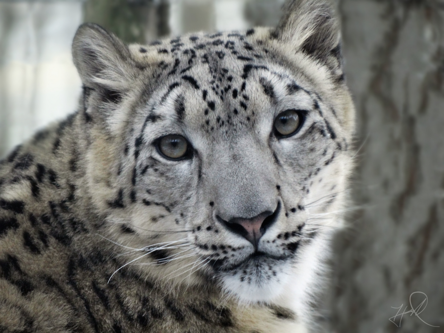 Mar. 2018 - Primates, Cats, & Aquatics - Snow Leopard