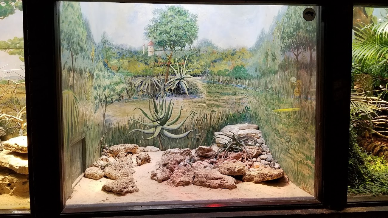 Mar. 2018 - Reptile House - Aruba Island Rattlesnake Exhibit