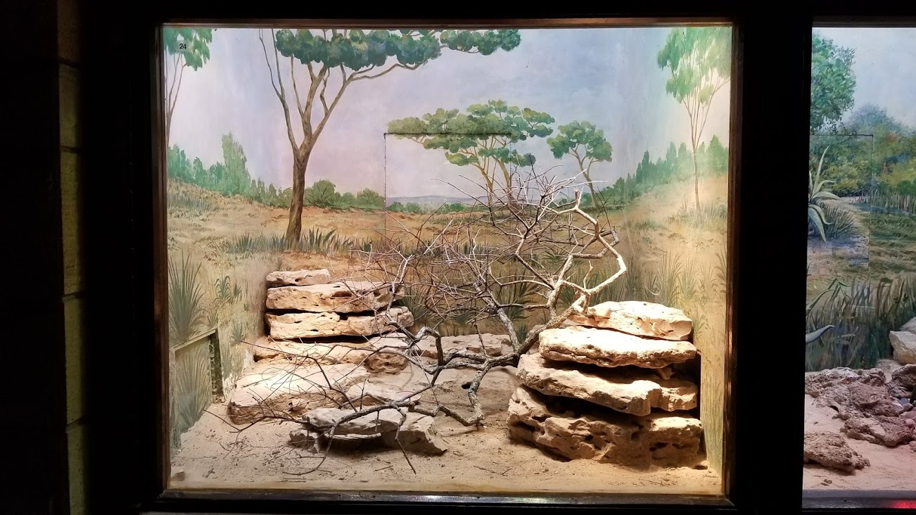 Mar. 2018 - Reptile House - Aruba Whiptail Lizard Exhibit