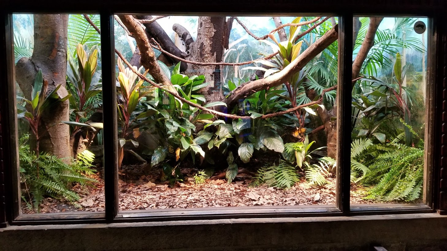 Mar. 2018 - Reptile House - Black Tree Monitor Exhibit