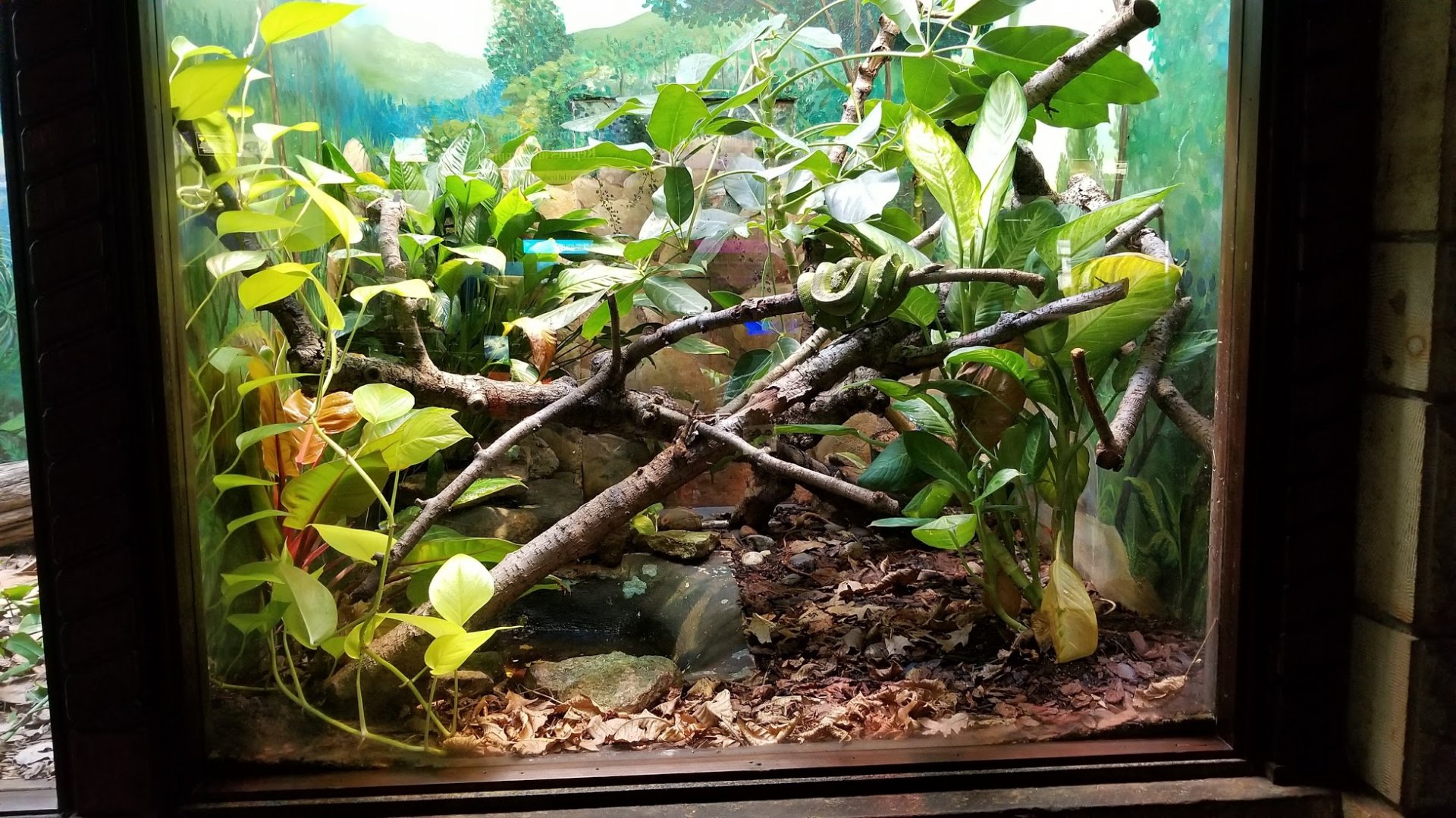 Mar. 2018 - Reptile House - Blue Dart Frog + Emerald Tree Boa Exhibit