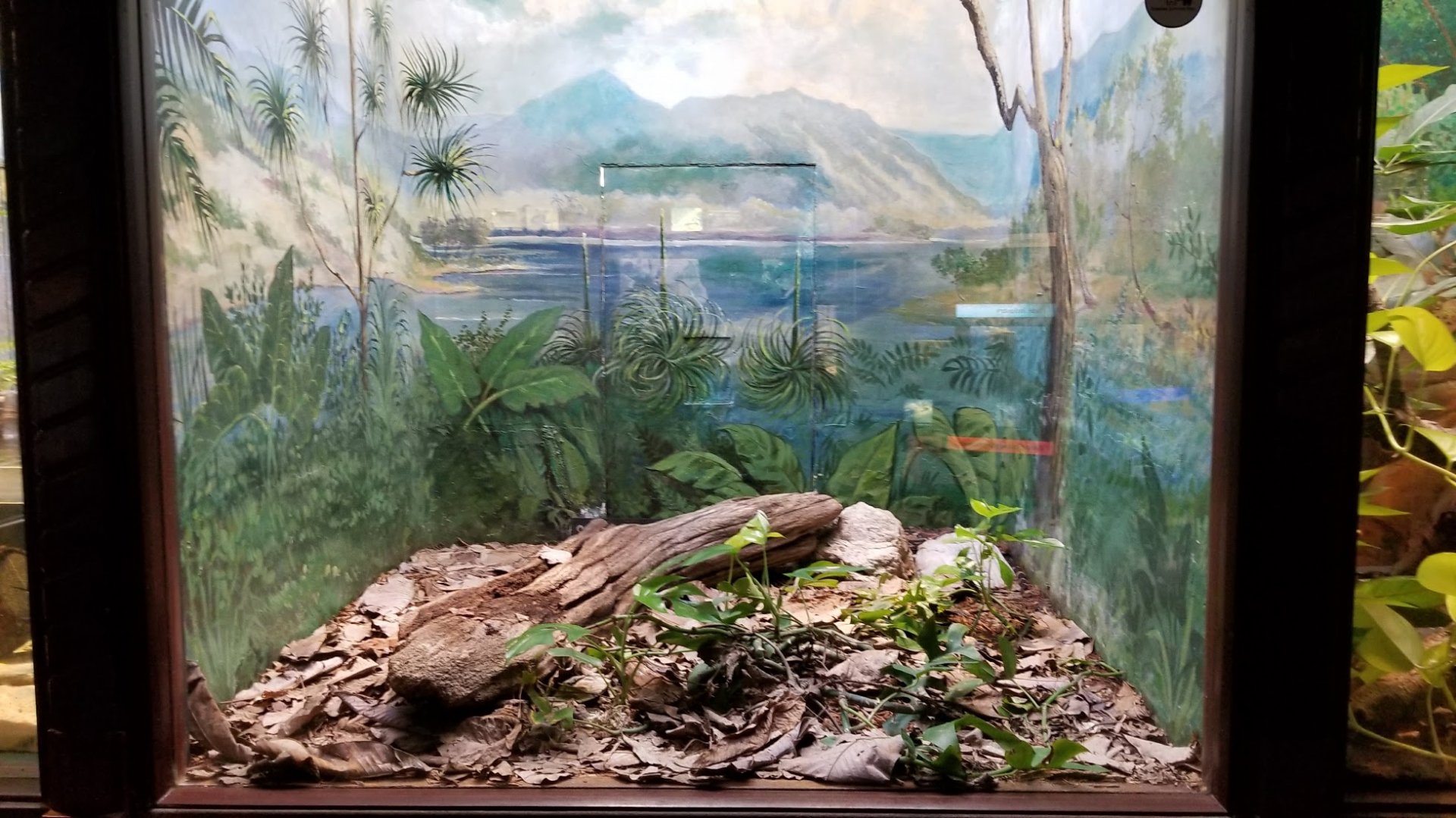 Mar. 2018 - Reptile House - Bushmaster Exhibit