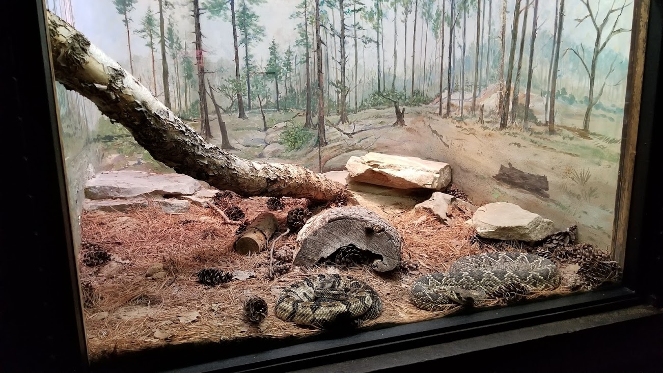 Mar. 2018 - Reptile House - Corn Snake + Northern Pine Snake + Timber Rattlesnake + Eastern Diamondback Exhibit