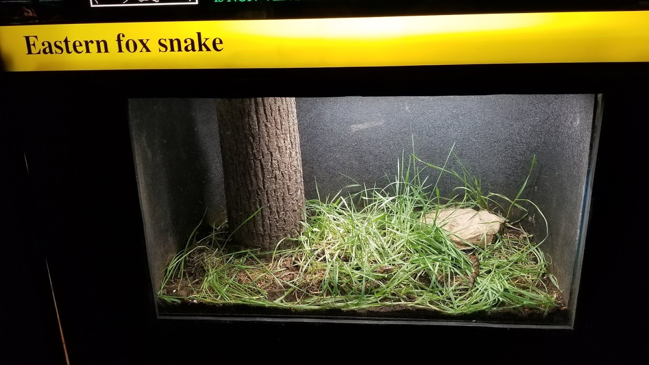 Mar. 2018 - Reptile House - Eastern Fox Snake Exhibit