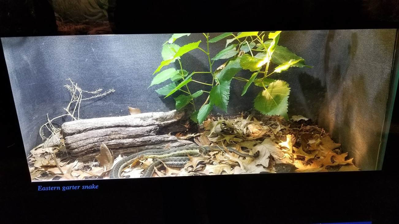 Mar. 2018 - Reptile House - Eastern Garter Snake Exhibit