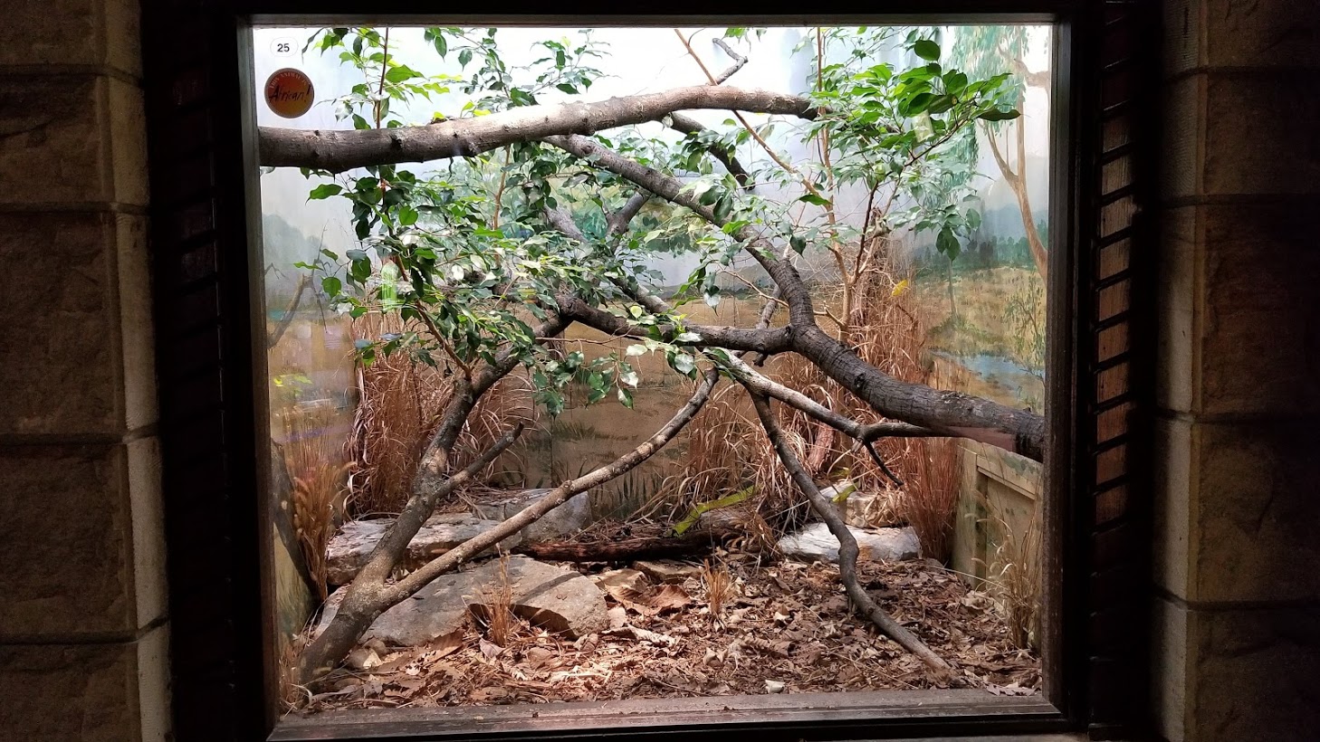 Mar. 2018 - Reptile House - Eastern Green Mamba Exhibit