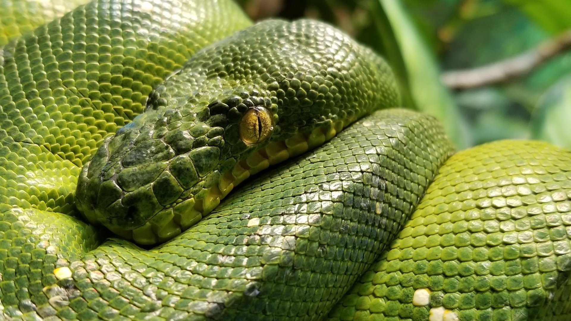 Mar. 2018 - Reptile House - Emerald Tree Boa