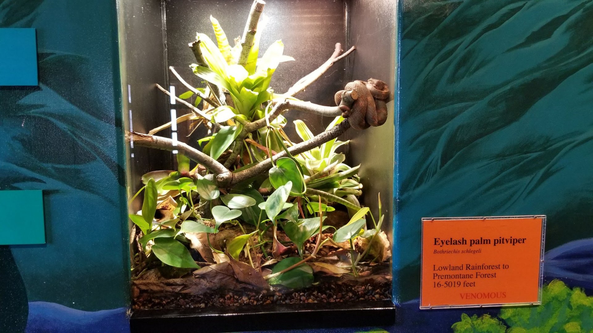 Mar. 2018 - Reptile House - Eyelash Viper Exhibit