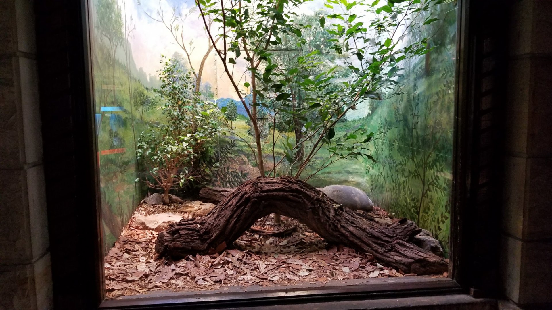 Mar. 2018 - Reptile House - Gaboon Viper Exhibit