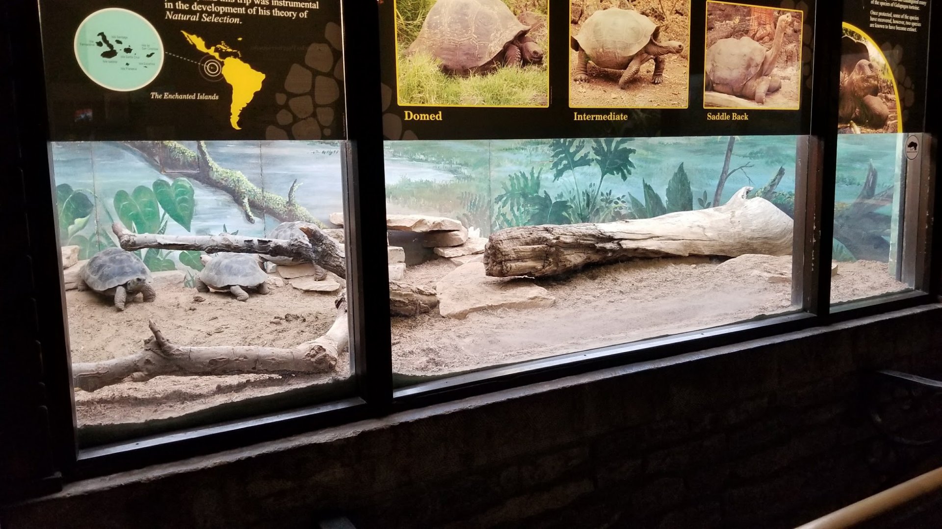 Mar. 2018 - Reptile House - Galapagos Tortoise Exhibit