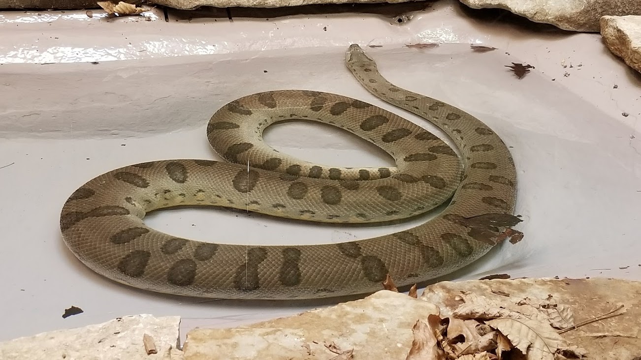 Mar. 2018 - Reptile House - Green Anaconda