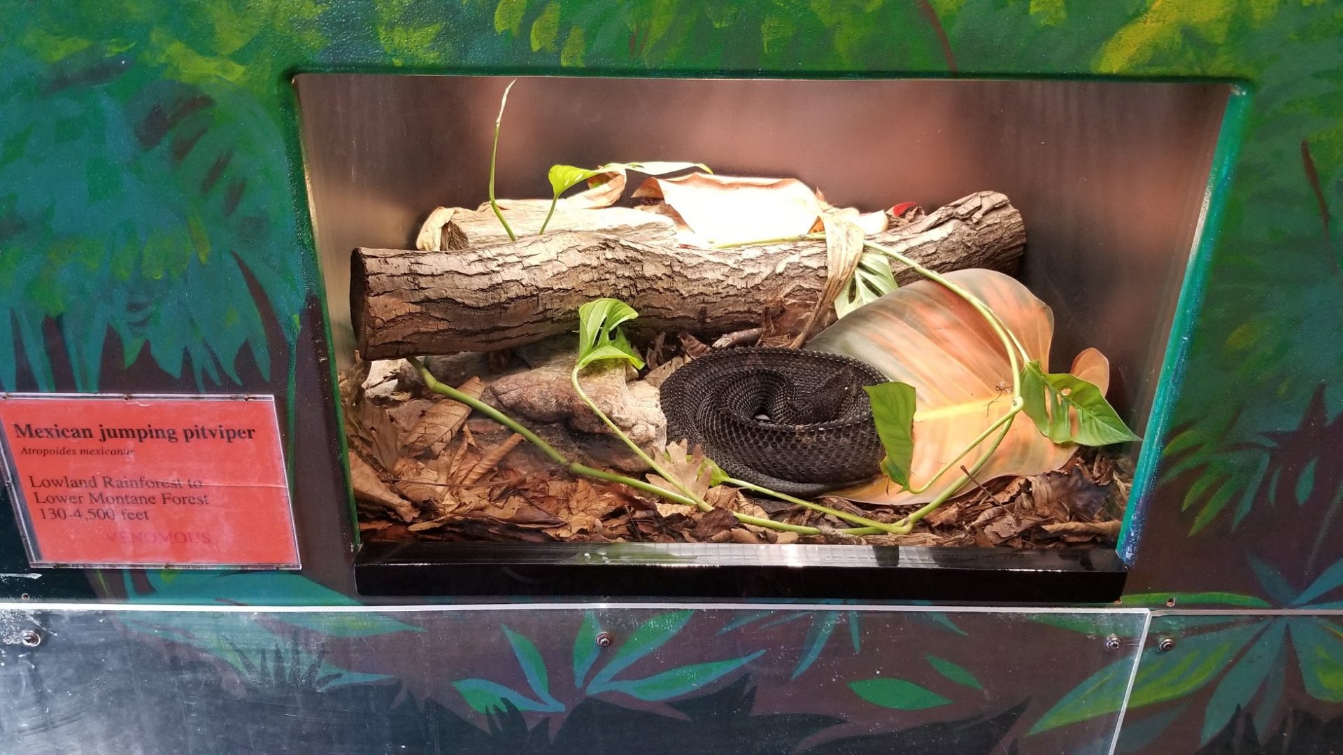Mar. 2018 - Reptile House - Mexican Jumping Pitviper Exhibit