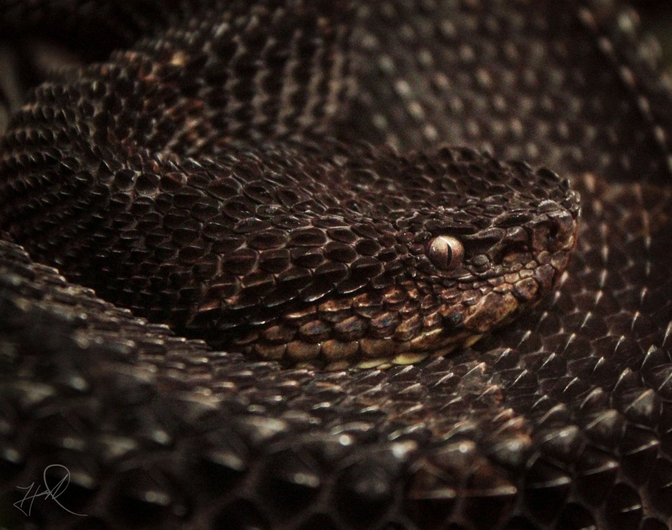 Mar. 2018 - Reptile House - Mexican Jumping Pitviper