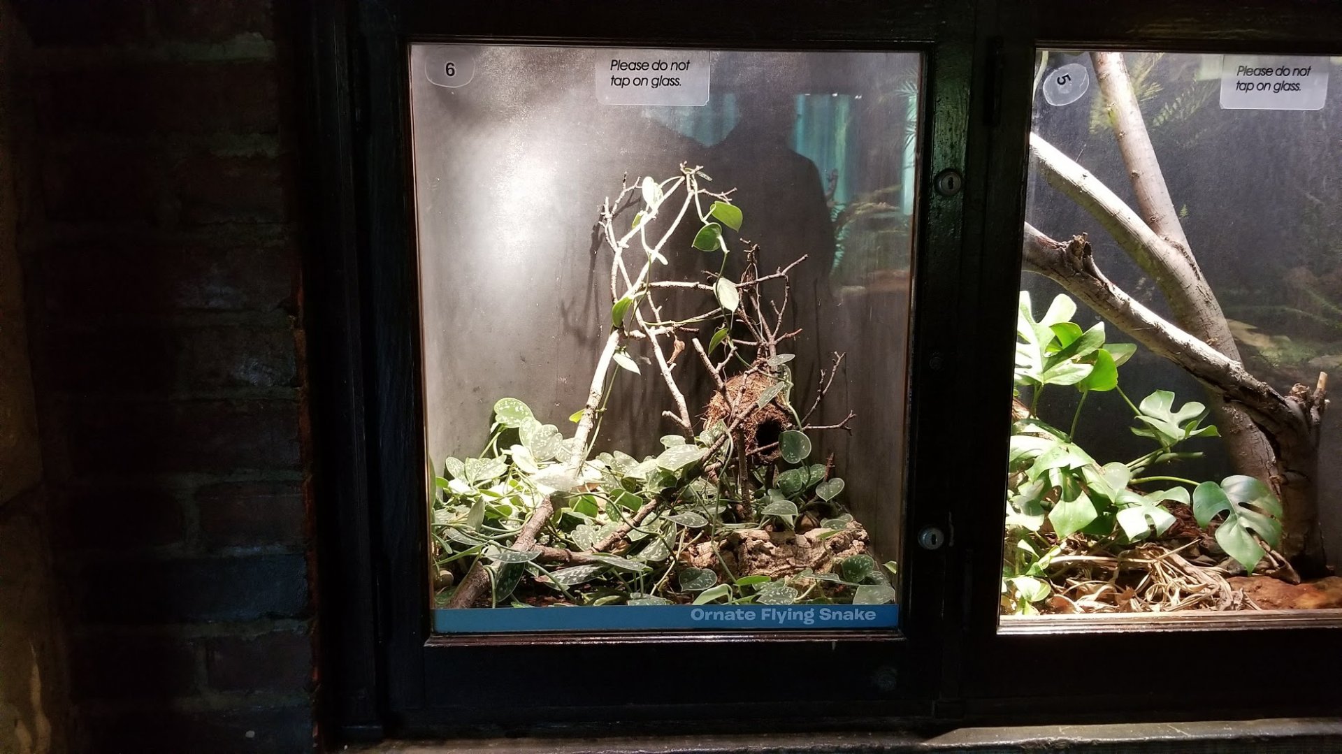 Mar. 2018 - Reptile House - Ornate Flying Snake Exhibit