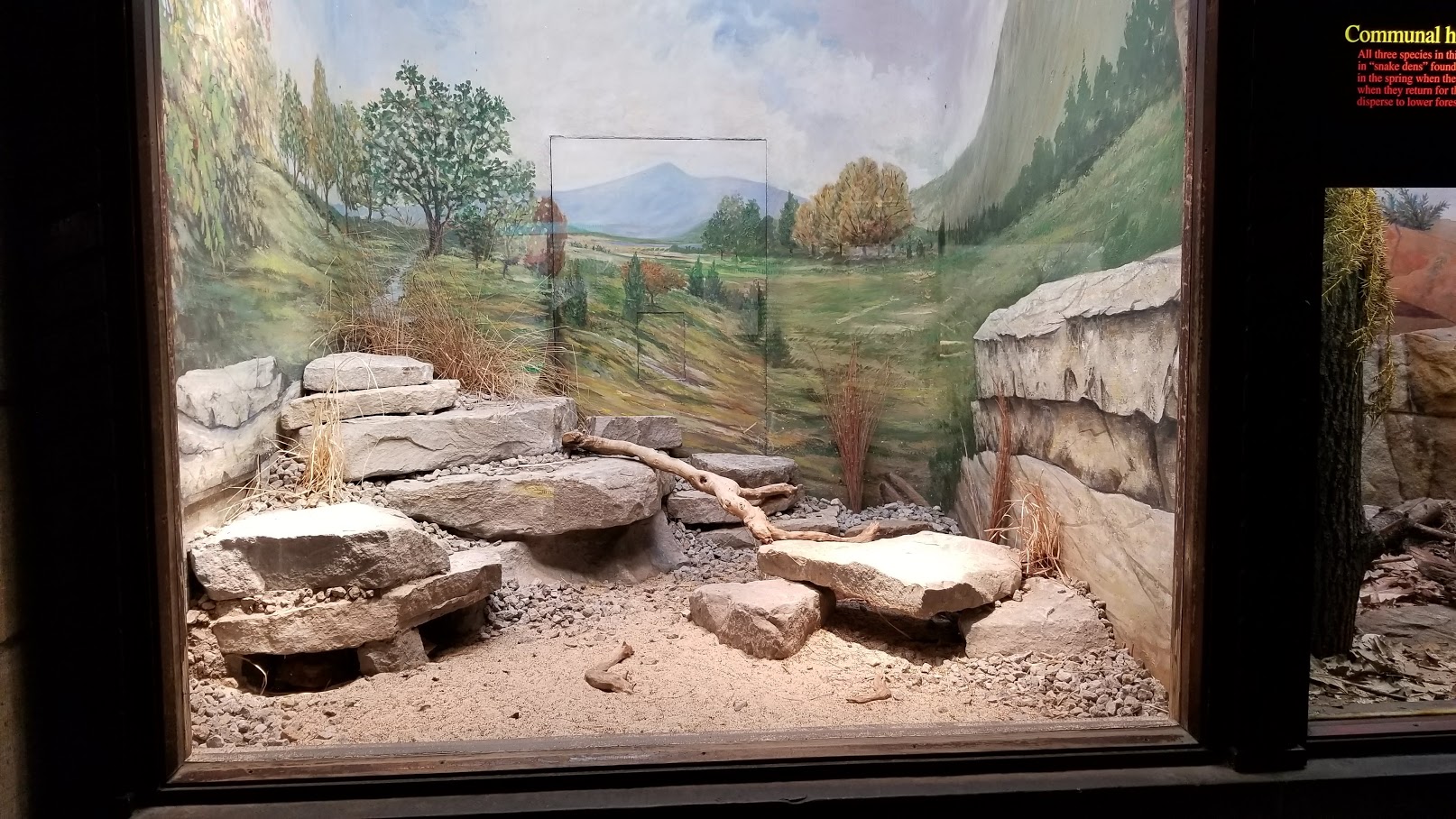 Mar. 2018 - Reptile House - Pancake Tortoise + Rainbow Agama Exhibit