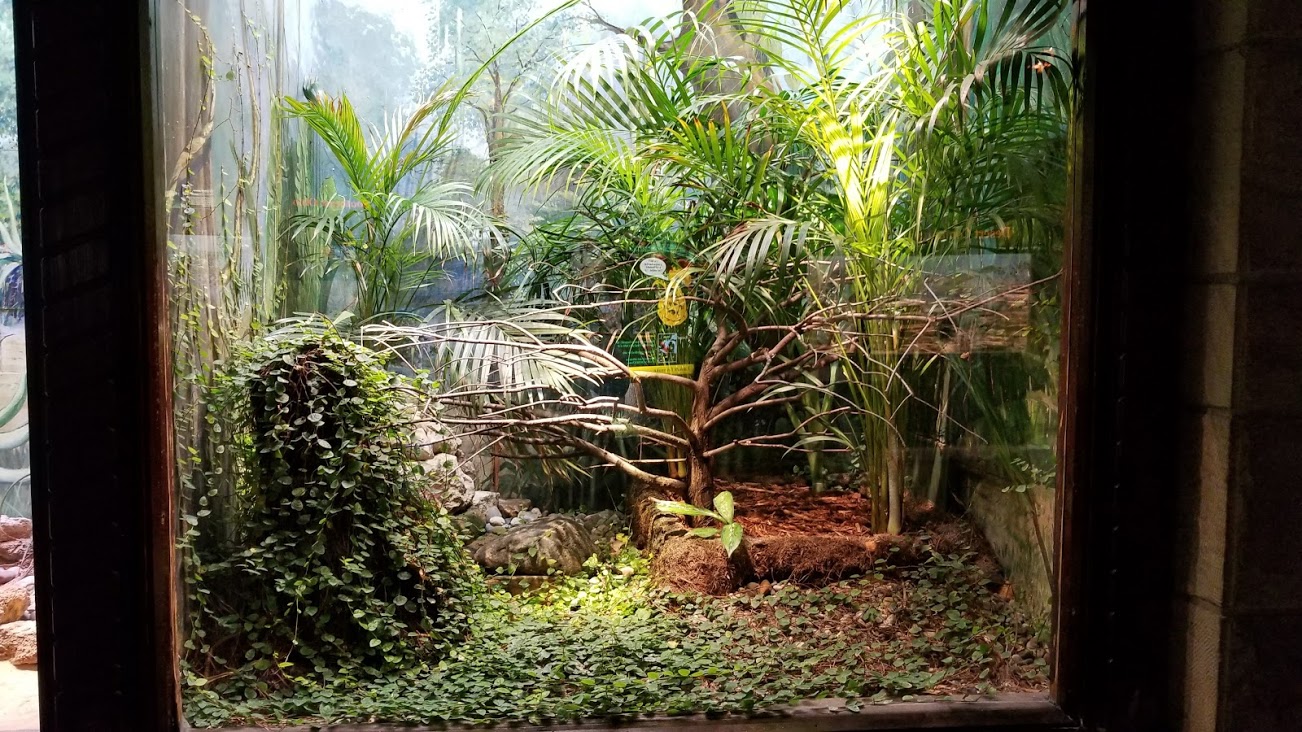 Mar. 2018 - Reptile House - Panther Chameleon Exhibit