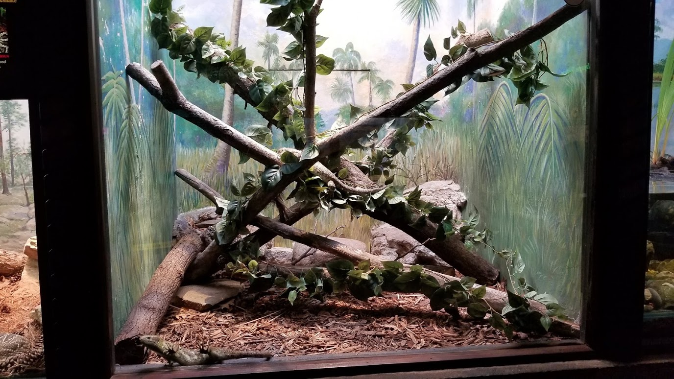Mar. 2018 - Reptile House - Prehensile-tailed Skink Exhibit