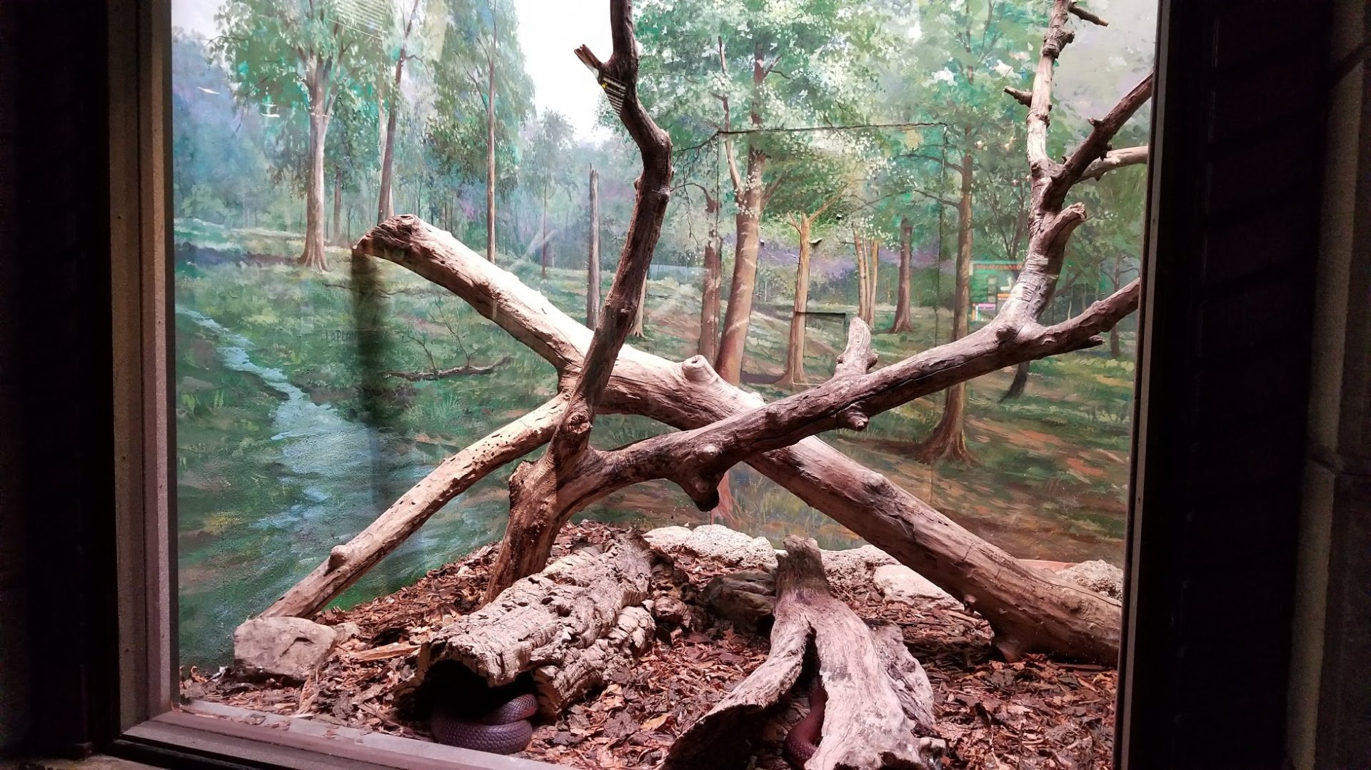 Mar. 2018 - Reptile House - Red Spitting Cobra Exhibit