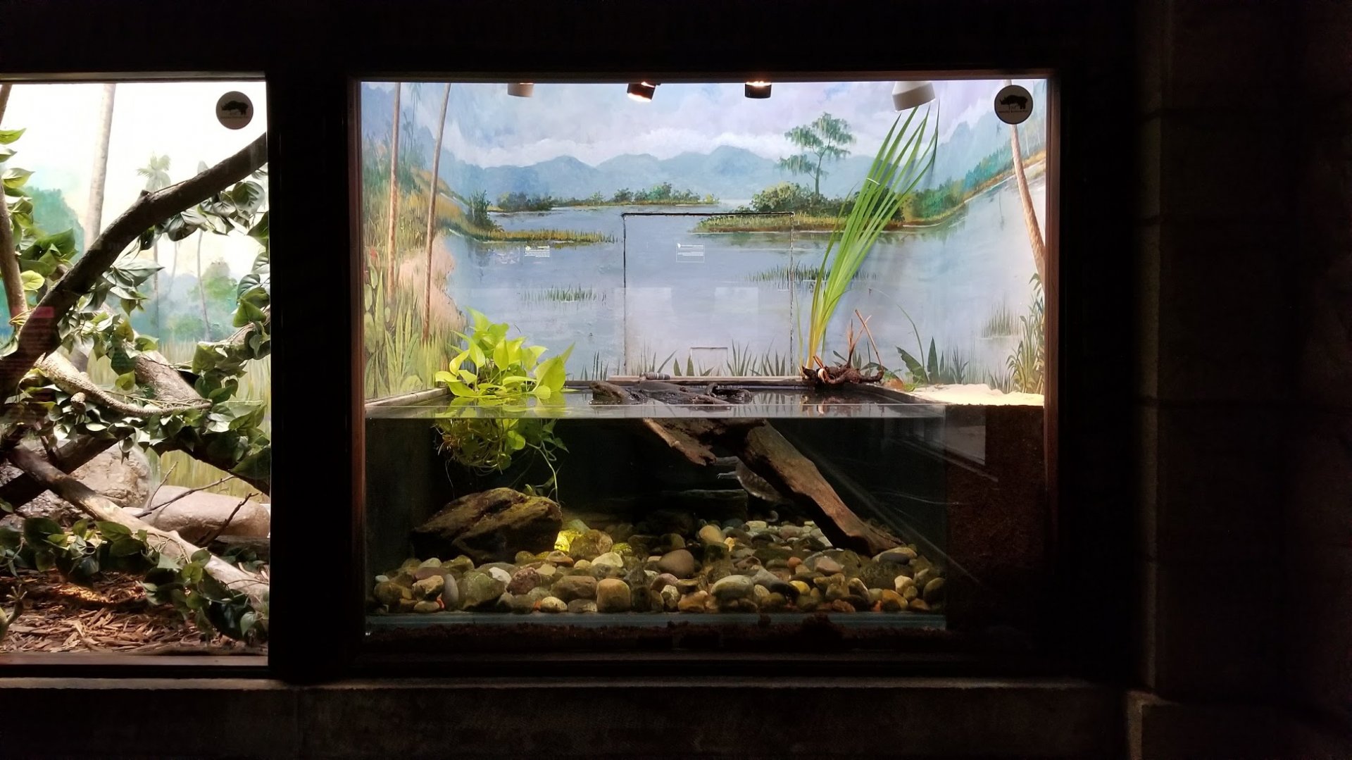 Mar. 2018 - Reptile House - Roti Island Snake-necked Turtle Exhibit