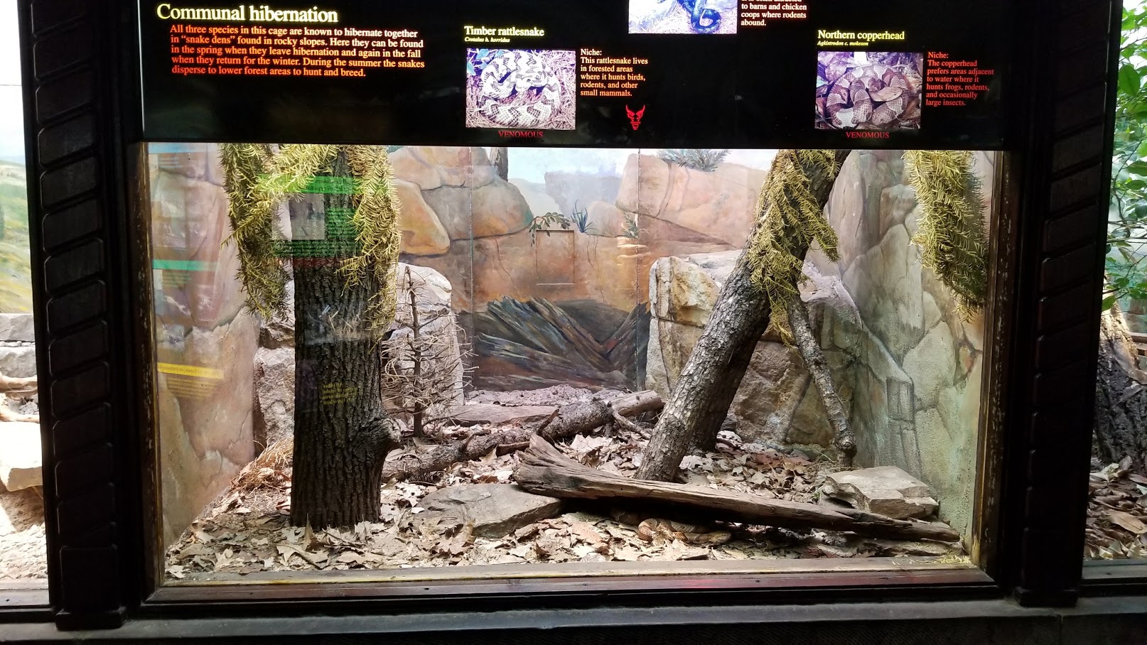 Mar. 2018 - Reptile House - Timber Rattlesnake + Black Rat Snake + Northern Copperhead Exhibit