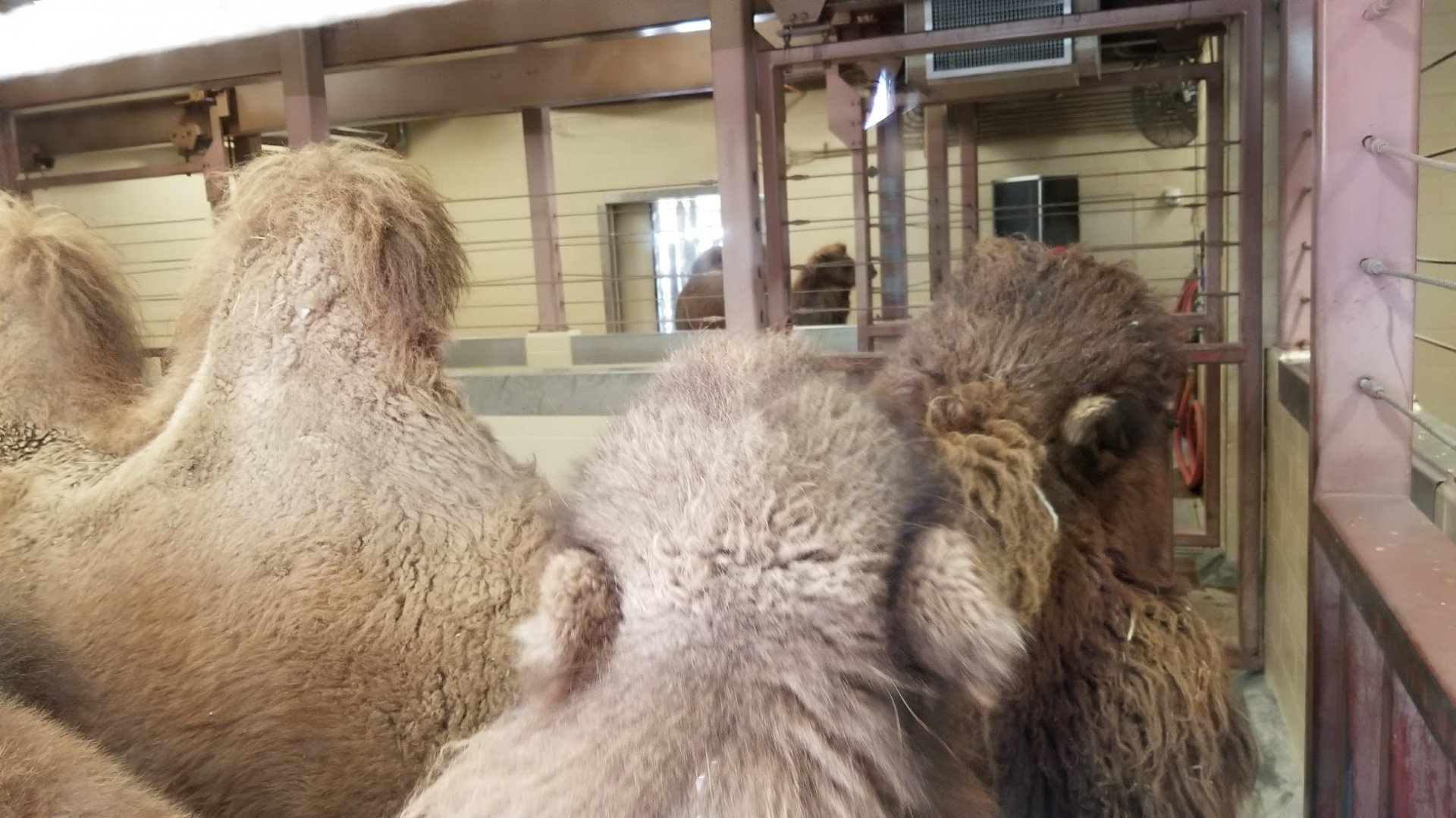 Mar. 2018 - Tembo Trail - Bactrian Camels in Former White Rhino Indoor Exhibit