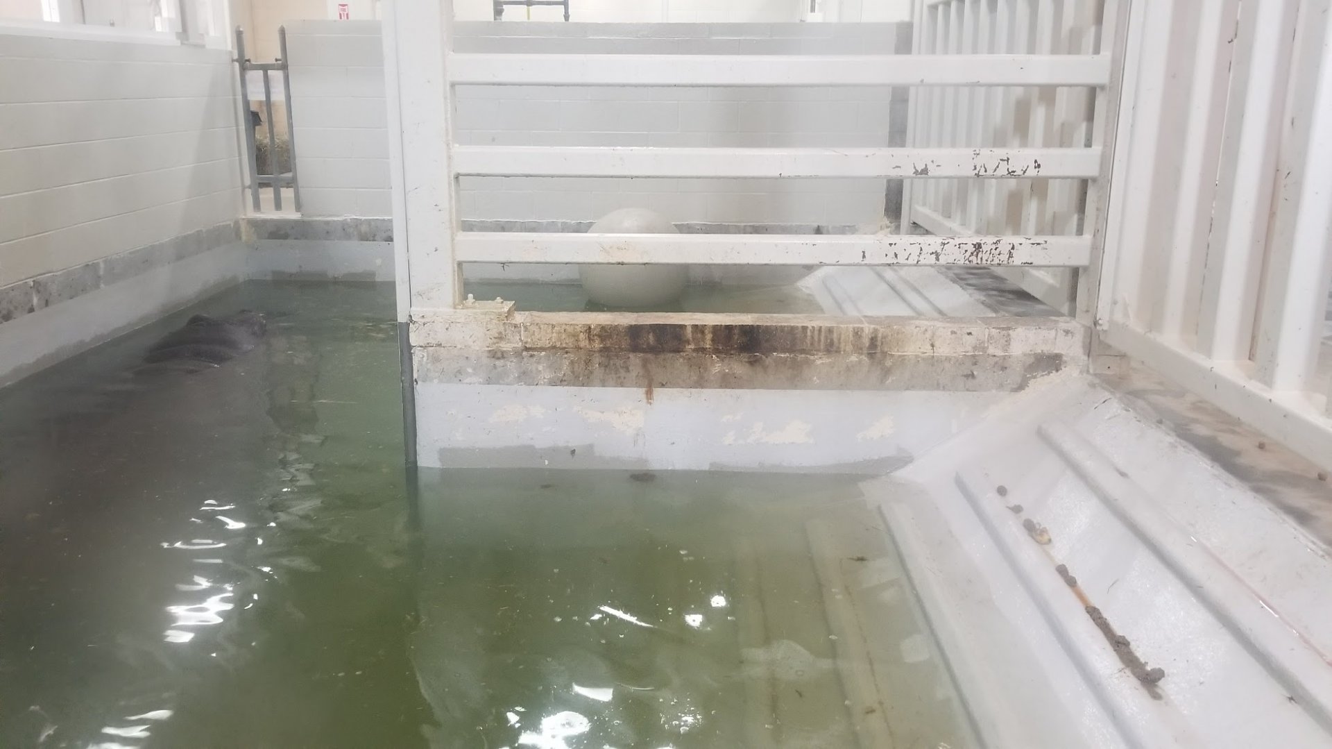 Mar. 2018 - Tembo Trail - Indoor Hippo Exhibit